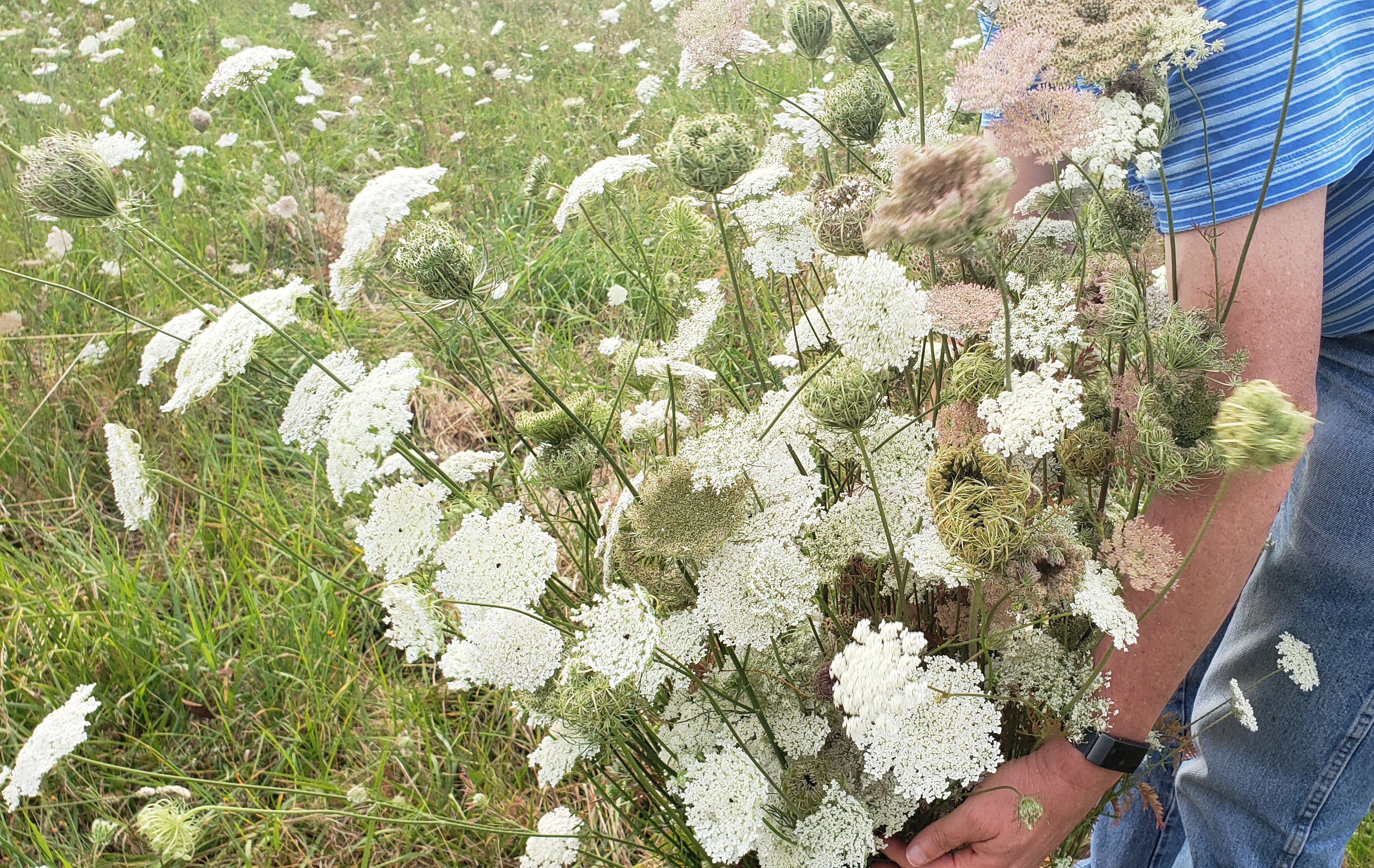 Cut Queen Anne’s Lace